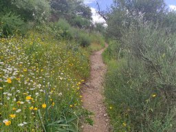 Flora del Cerro Masatrigo